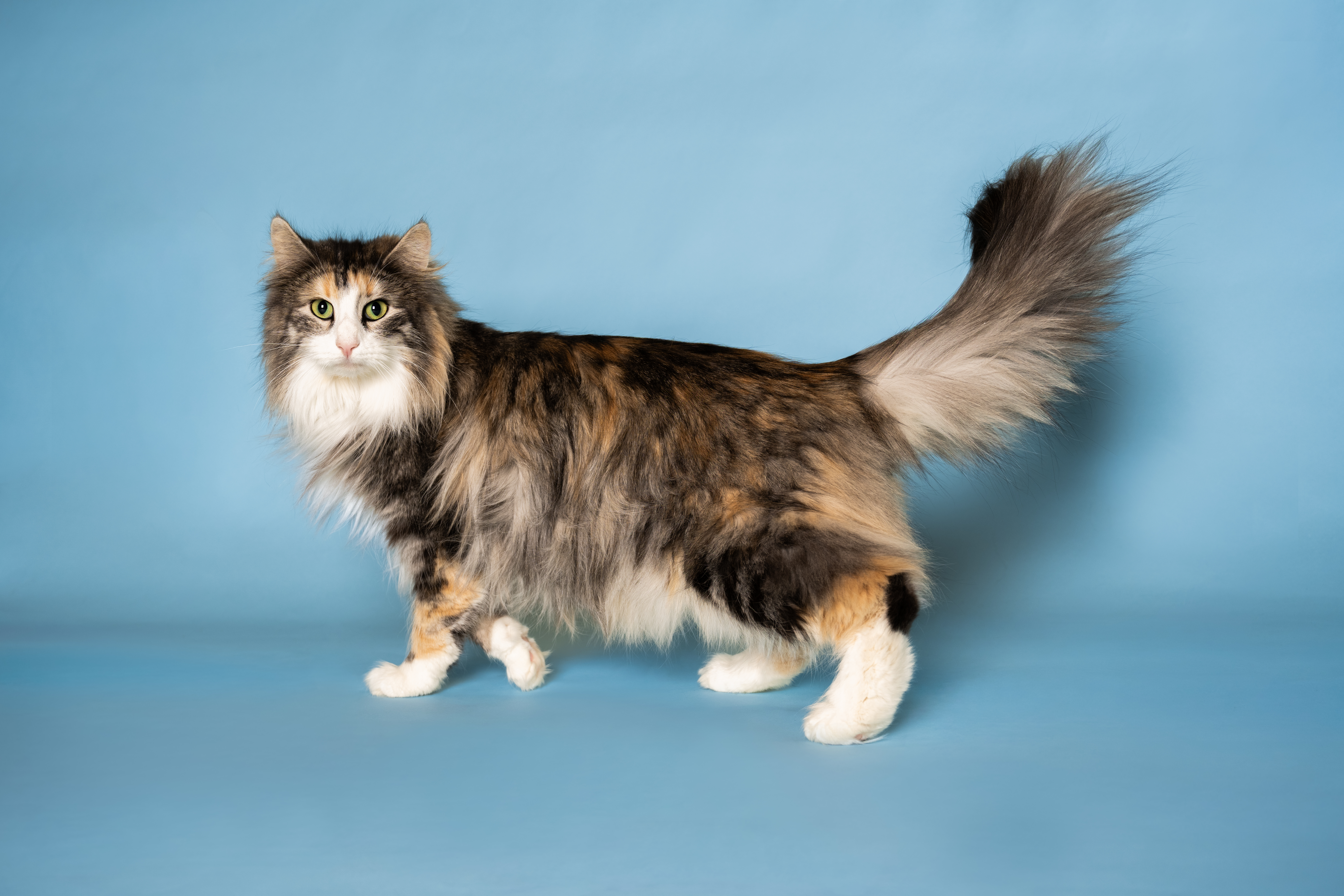 GECH. Cleo vom Pfälzer Elfenwald